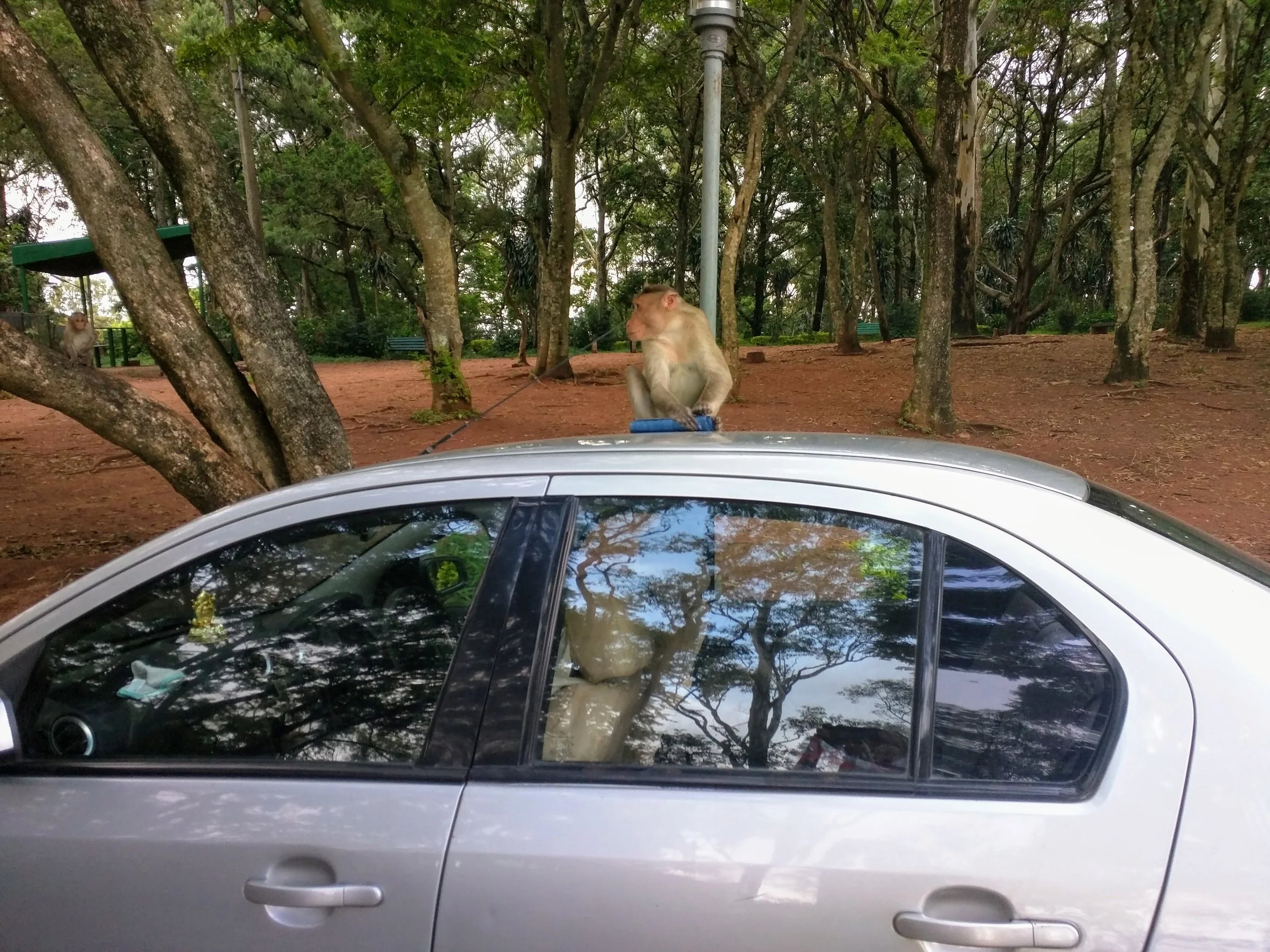 Beware of the Monkey Thief!