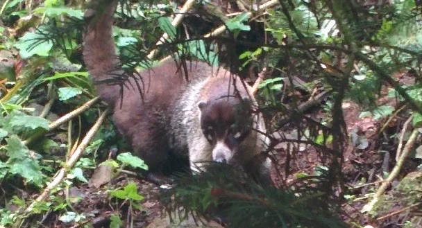 White Nosed Coatis lurking around the springs
