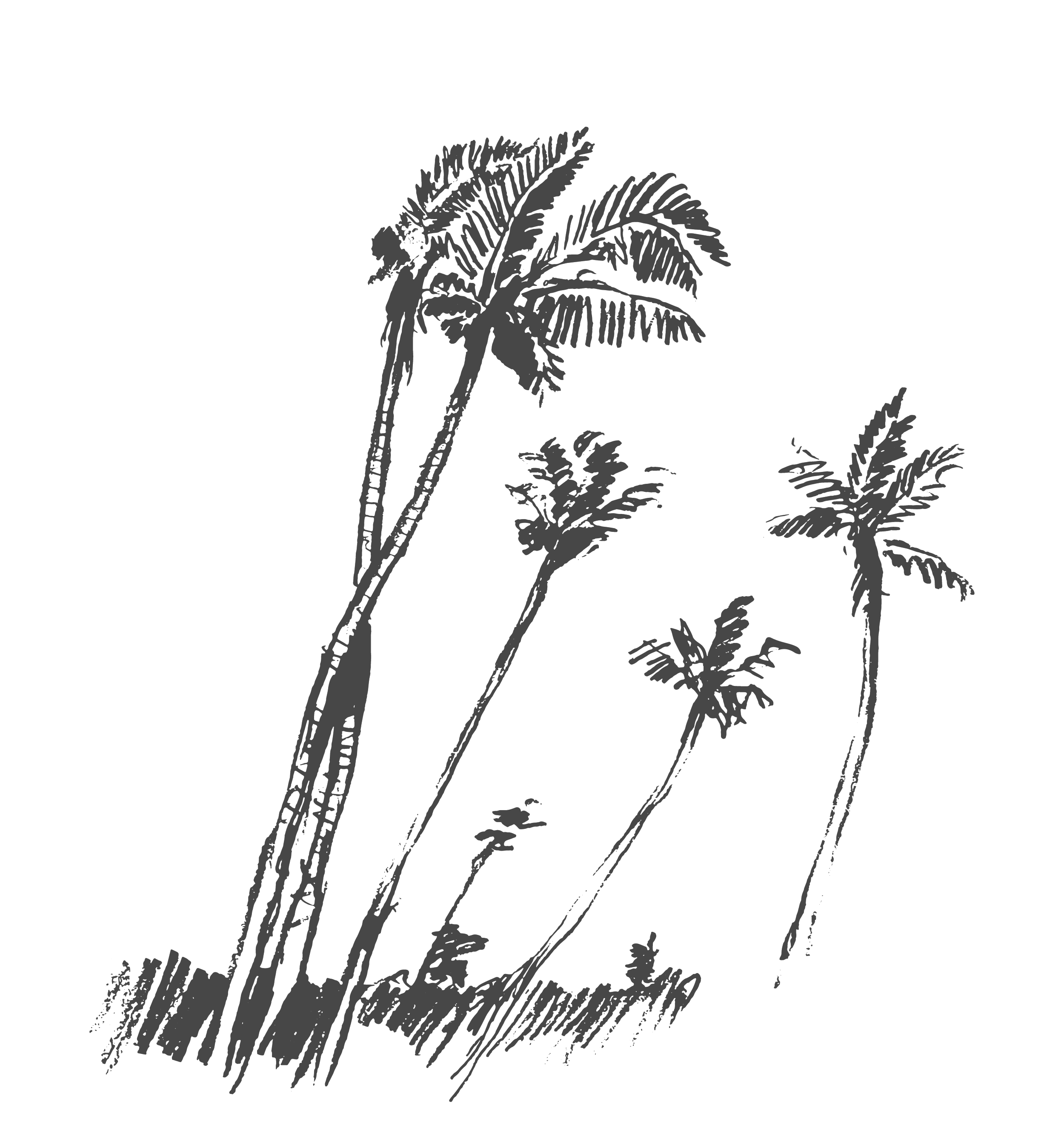 palm trees.png