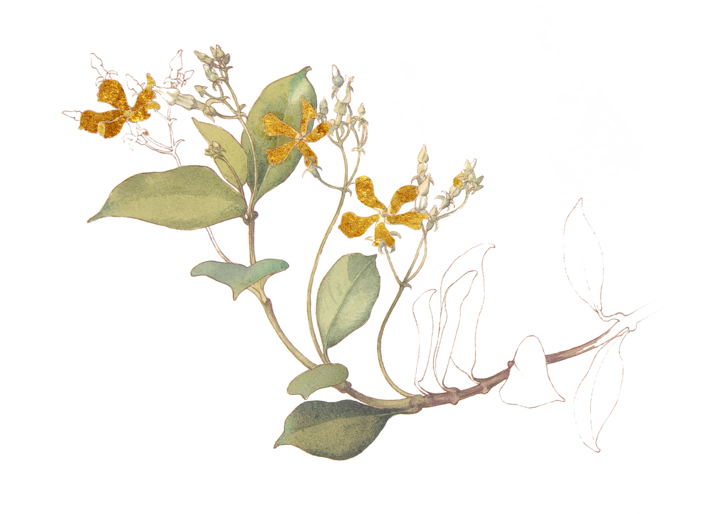 Immigrant Report - Name - ink and gold reversed.png