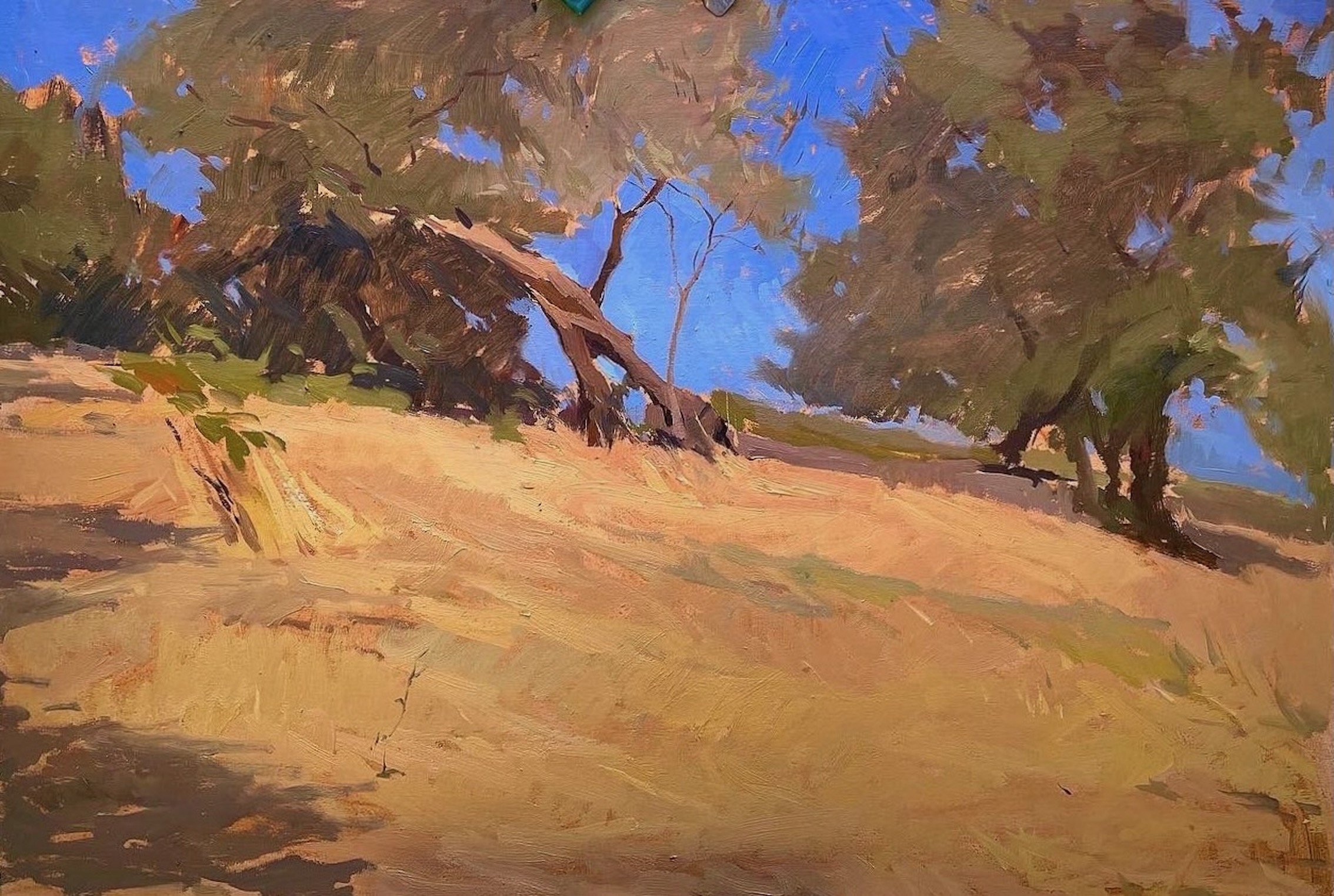 'Looking through Olive trees'