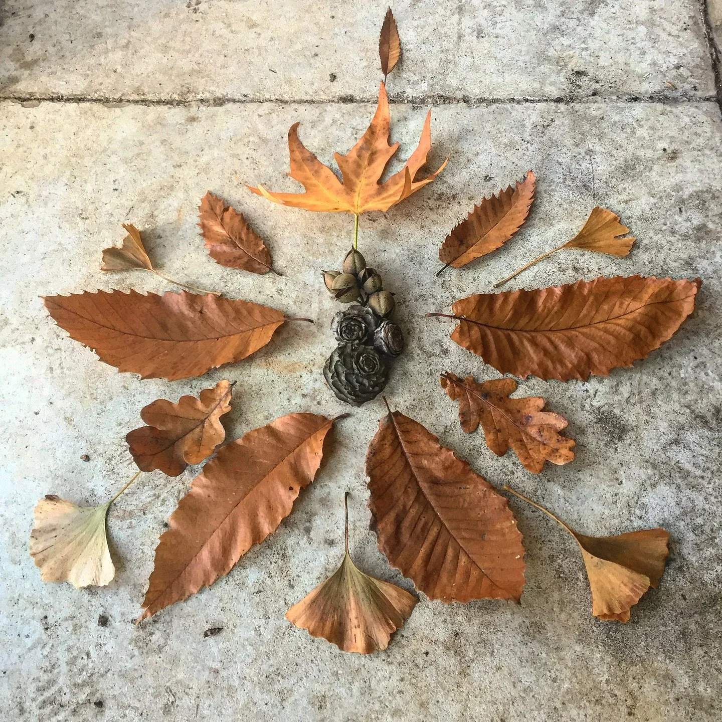 Nature&rsquo;s beauty in full display 🍂🍁 Each fallen leaf tells a story of the turning seasons and reminds us that nothing in life stays the same.

As I watch the vibrant colors of autumn swirl around me, I&rsquo;m reminded to embrace change and fi