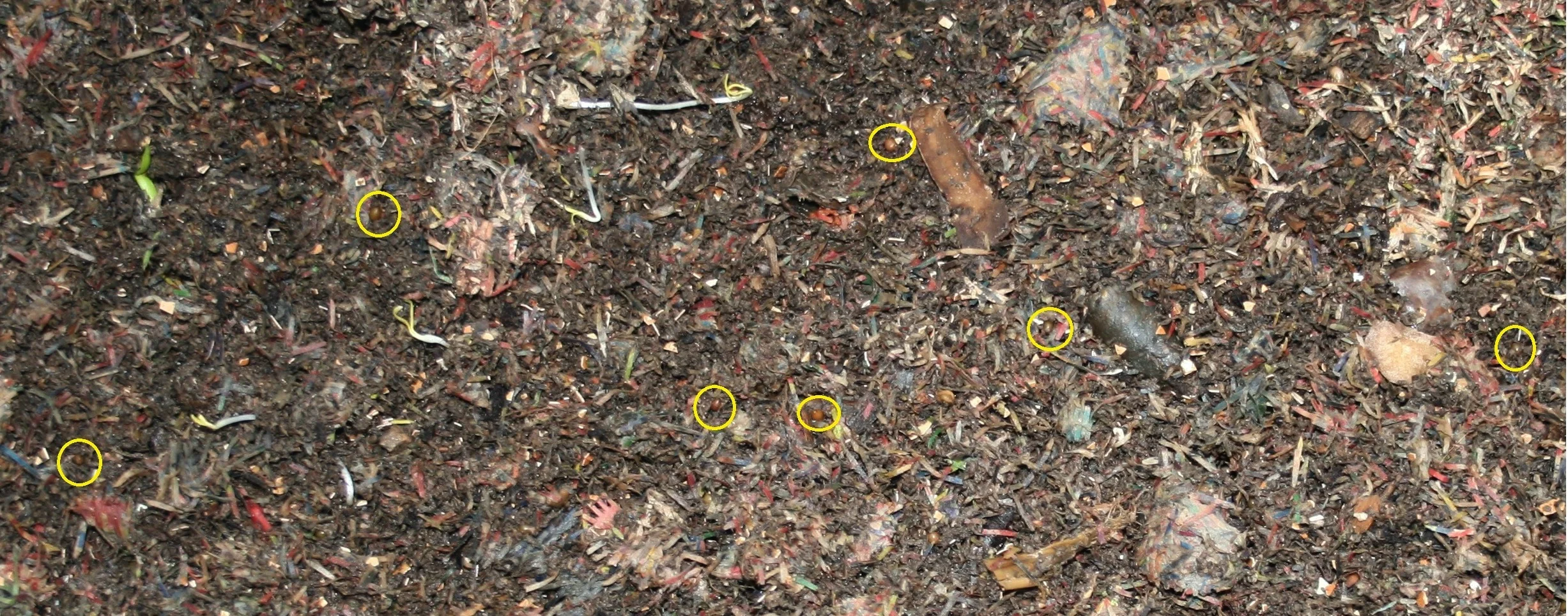 red wiggler eggs can easily be seen throughout the bedding material