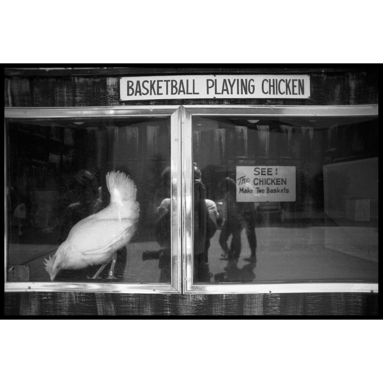 'Basketball Playing Chicken' 1991 ⁠Ave Pildas