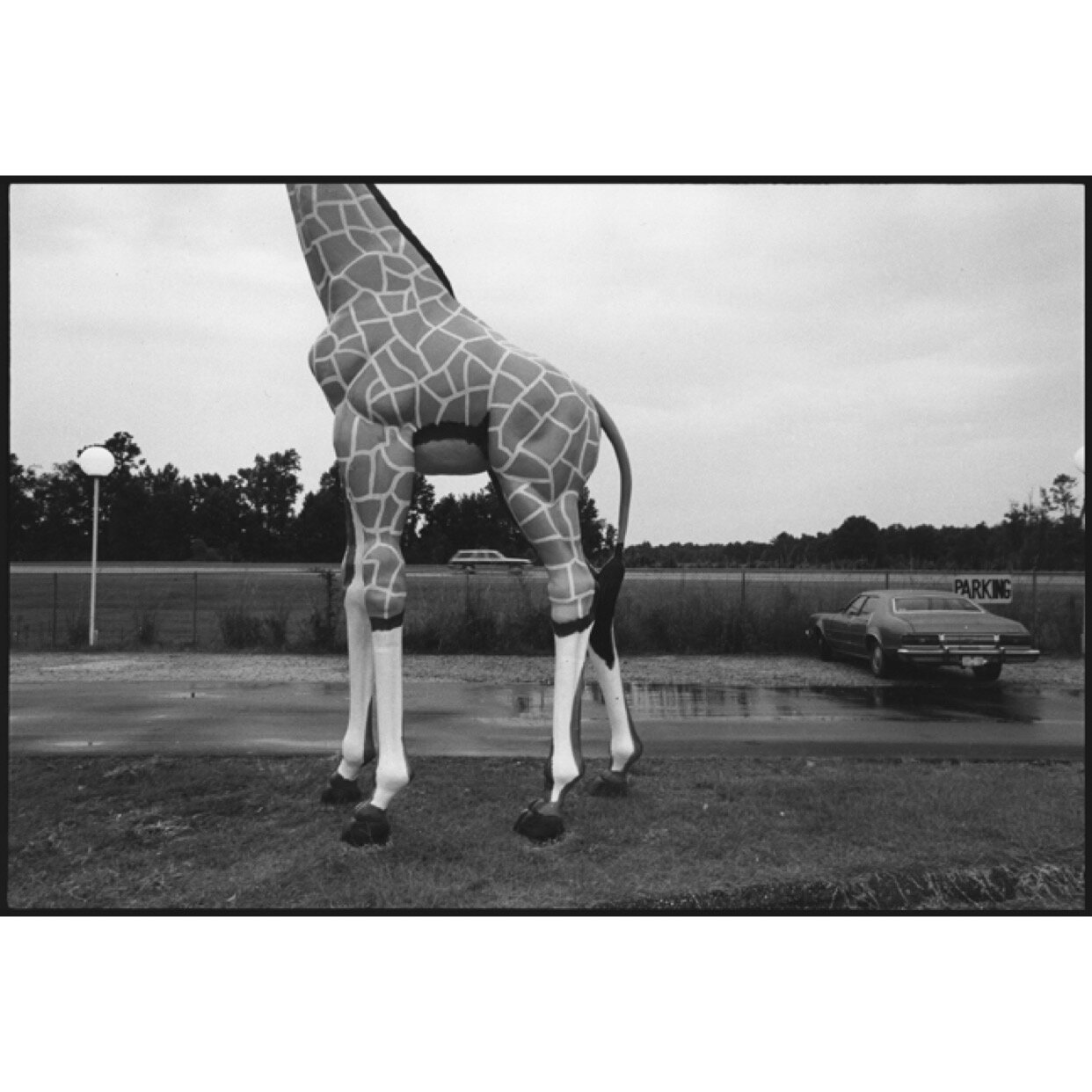 'Giraffe' 1979 Ave Pildas