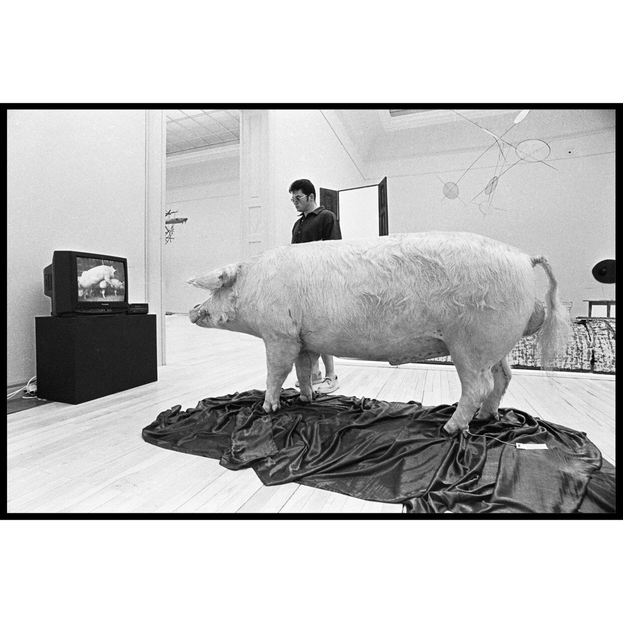 'Pig Porno' 1995 Ave Pildas