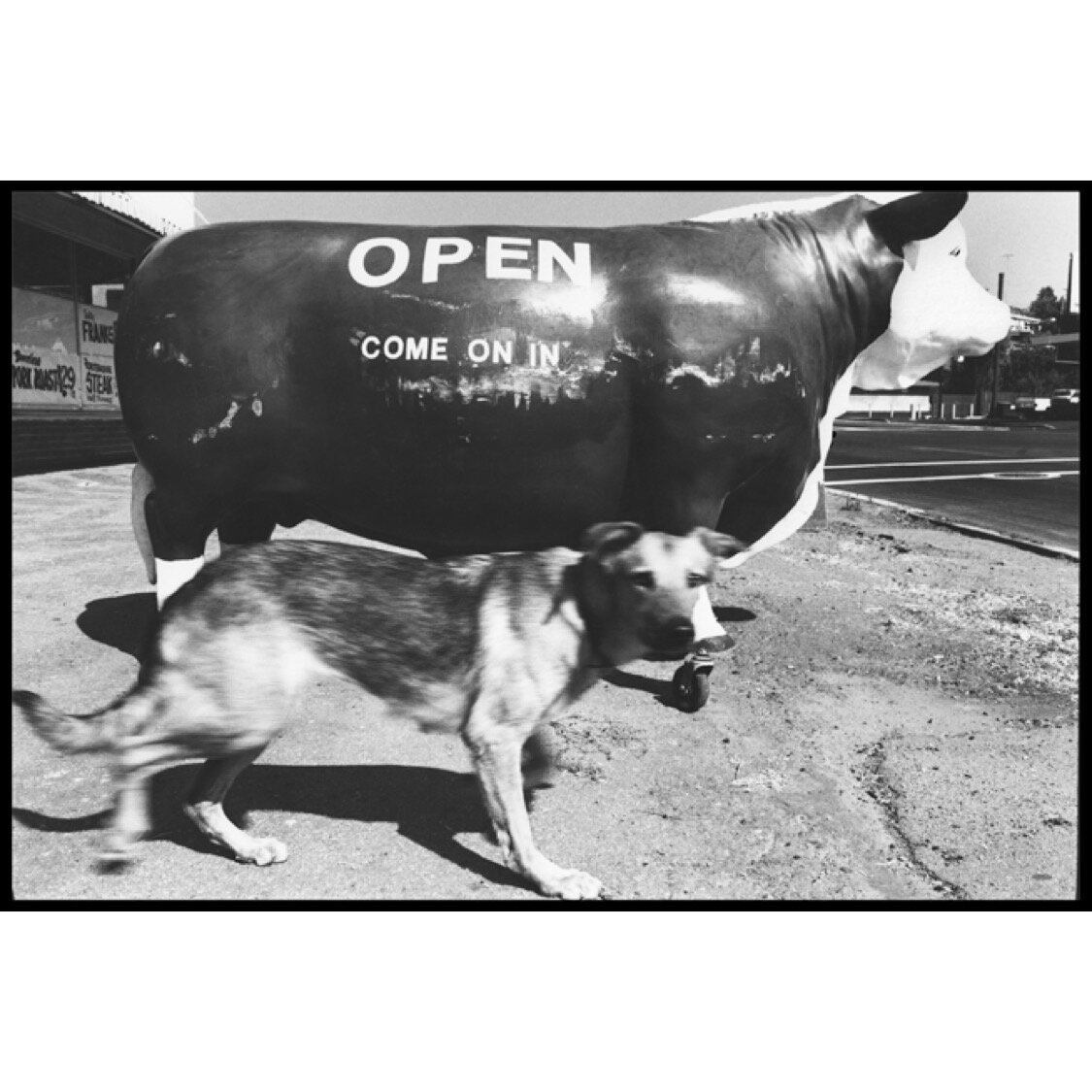 'Cow on Wheels' © Ave Pildas 1980⁠ San Diego CA