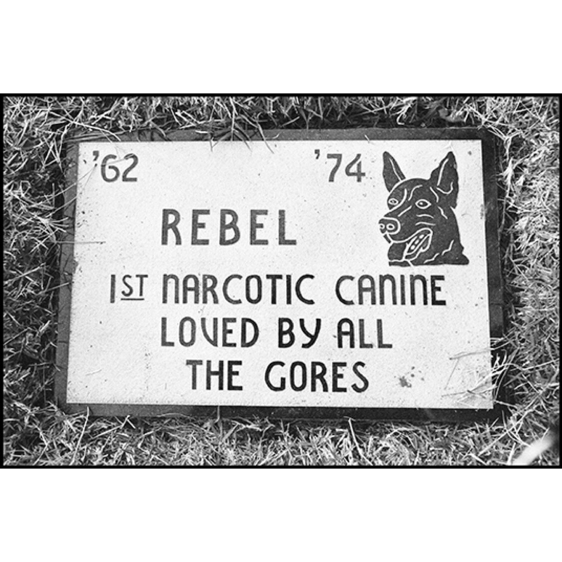 'Rebel 1st Narcotic Dog' © Ave Pildas, 1976, Los Angeles, California
