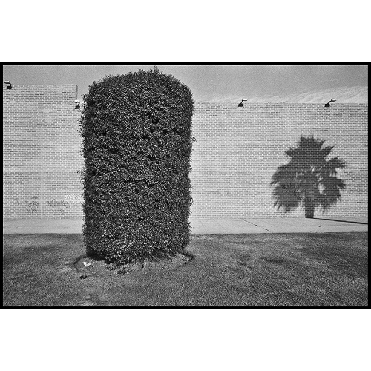 𝗧𝗶𝘁𝗹𝗲: 'Bush &amp; Palm Shadow' | 𝗟𝗼𝗰𝗮𝘁𝗶𝗼𝗻: Los Angeles, CA | 𝗬𝗲𝗮𝗿: 2014