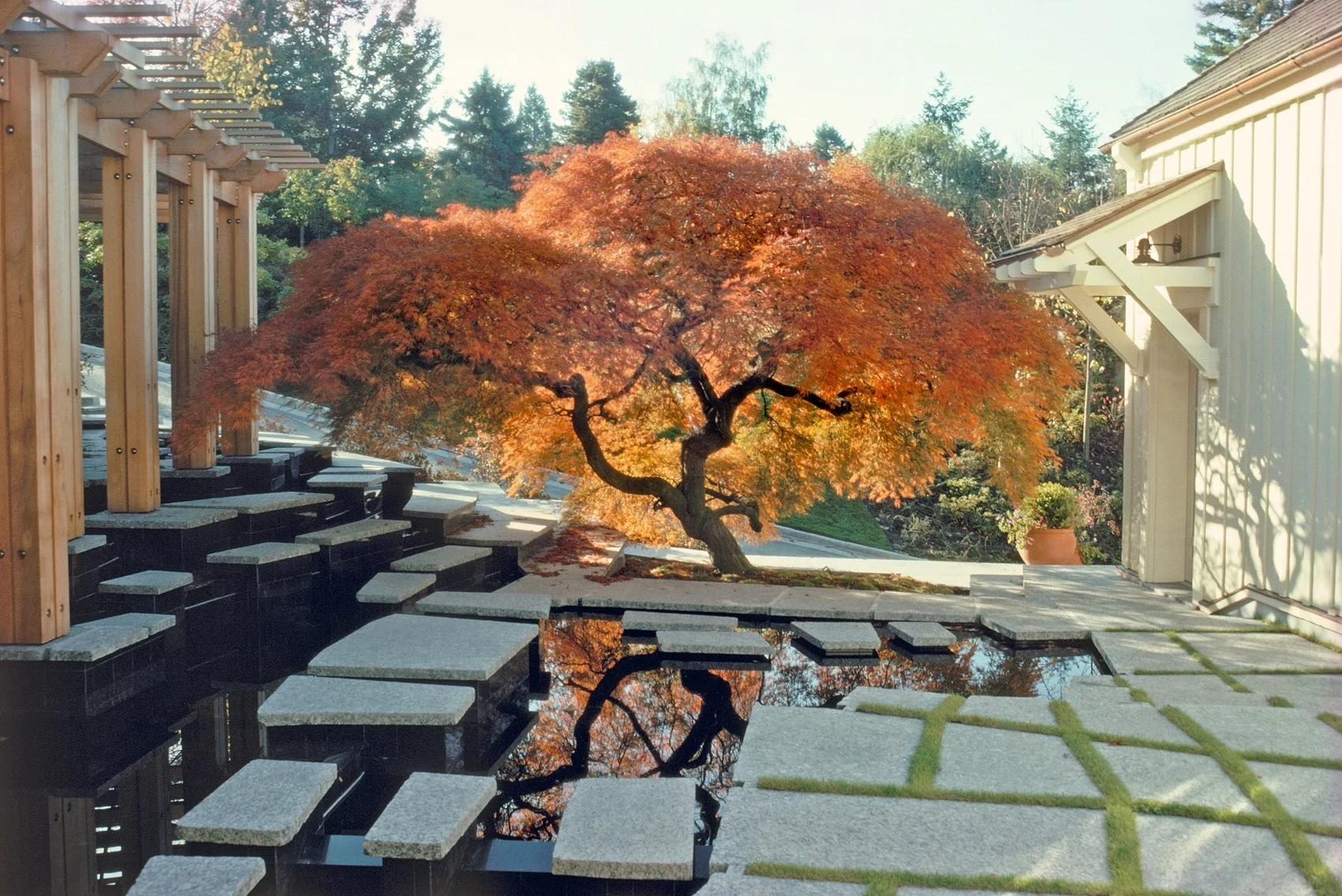 Resize Tree-1 - Copy.jpeg