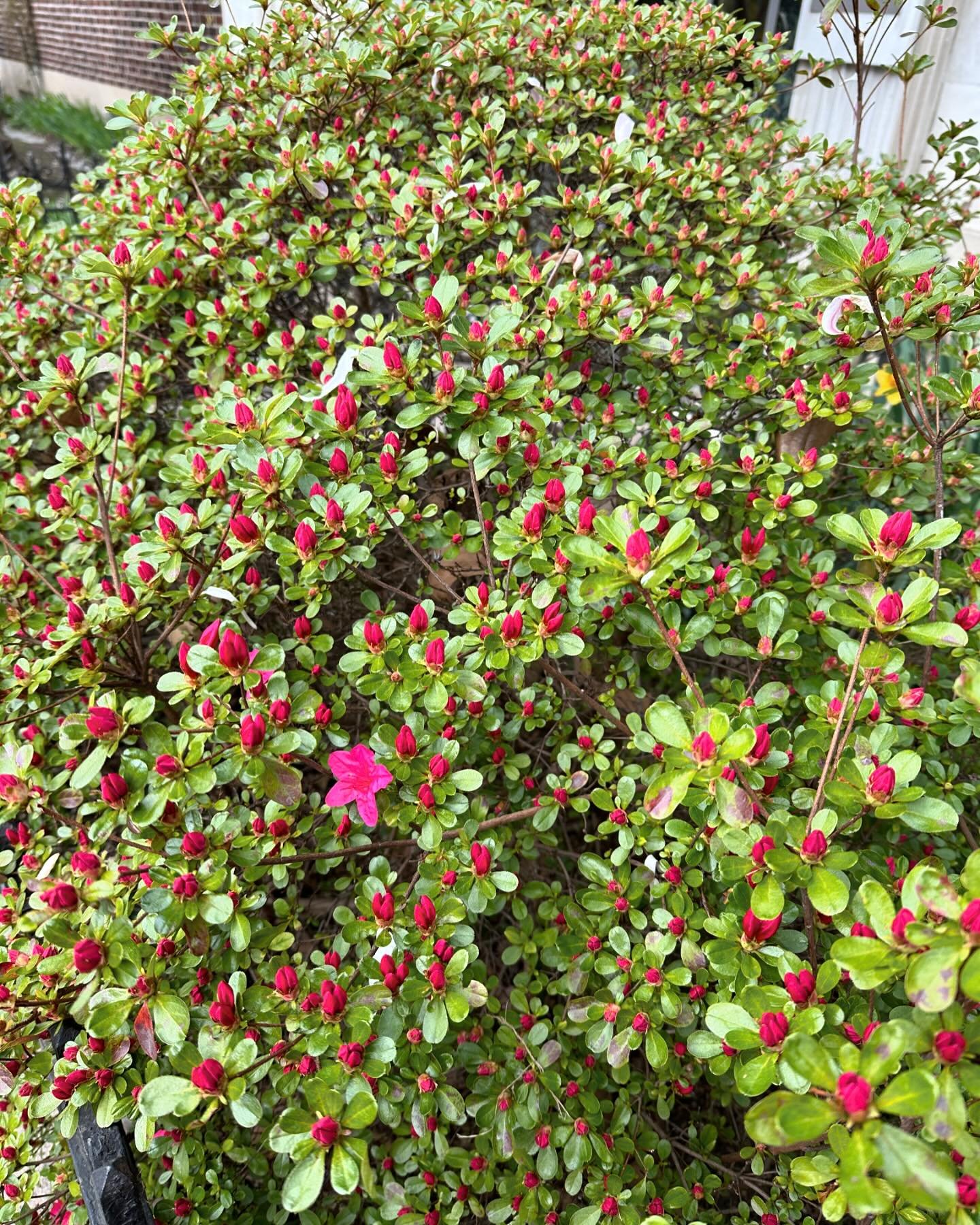 Every year, on the block, we wait for this gorgeous azalea to bloom. It is a showstopper! The first flower is out. #greenspaces #prospectheightsbrooklyn #prospectheights #azalea #bloom