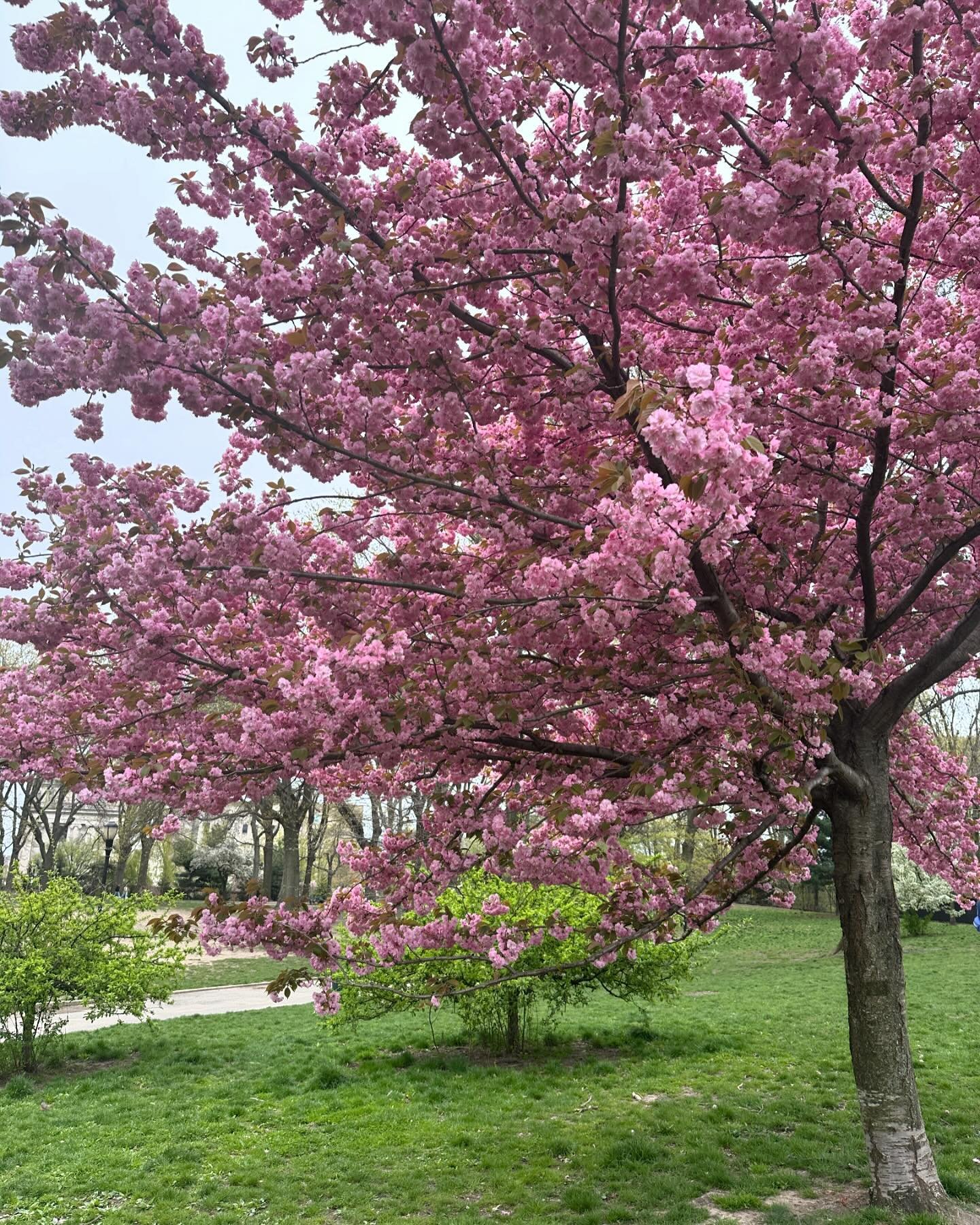 Mount Prospect Park in bloom 🌳🌸🌸🌳#dontpavethepark @cmcrystalhudson @nycparks @bkbpreynoso #prospectheights #prospectheightsbrooklyn #brooklyn #greenspace