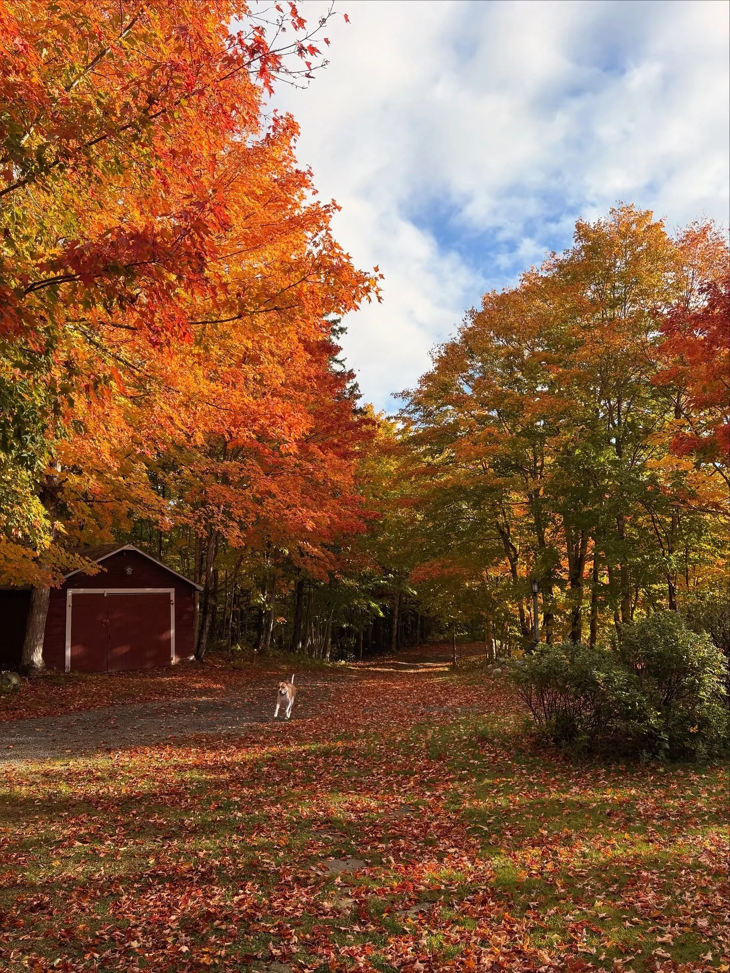 Prime time 🐅🐅🐅