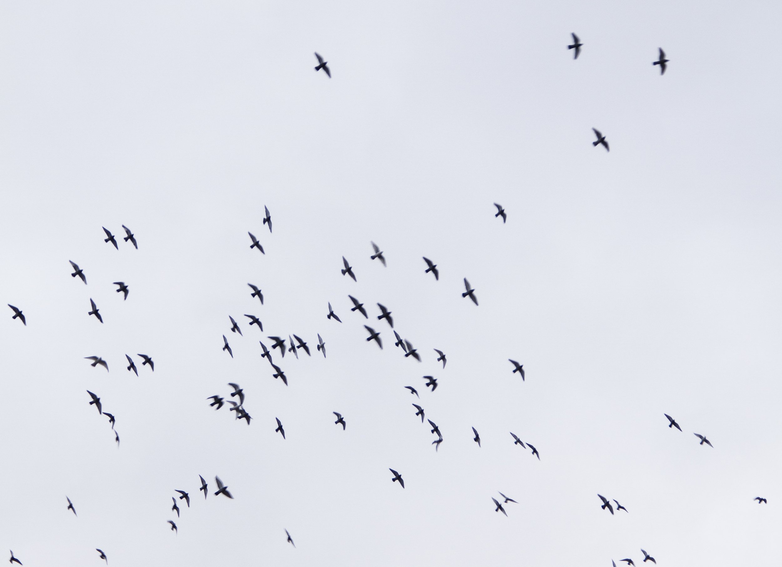 IMG_6689-2.jpg