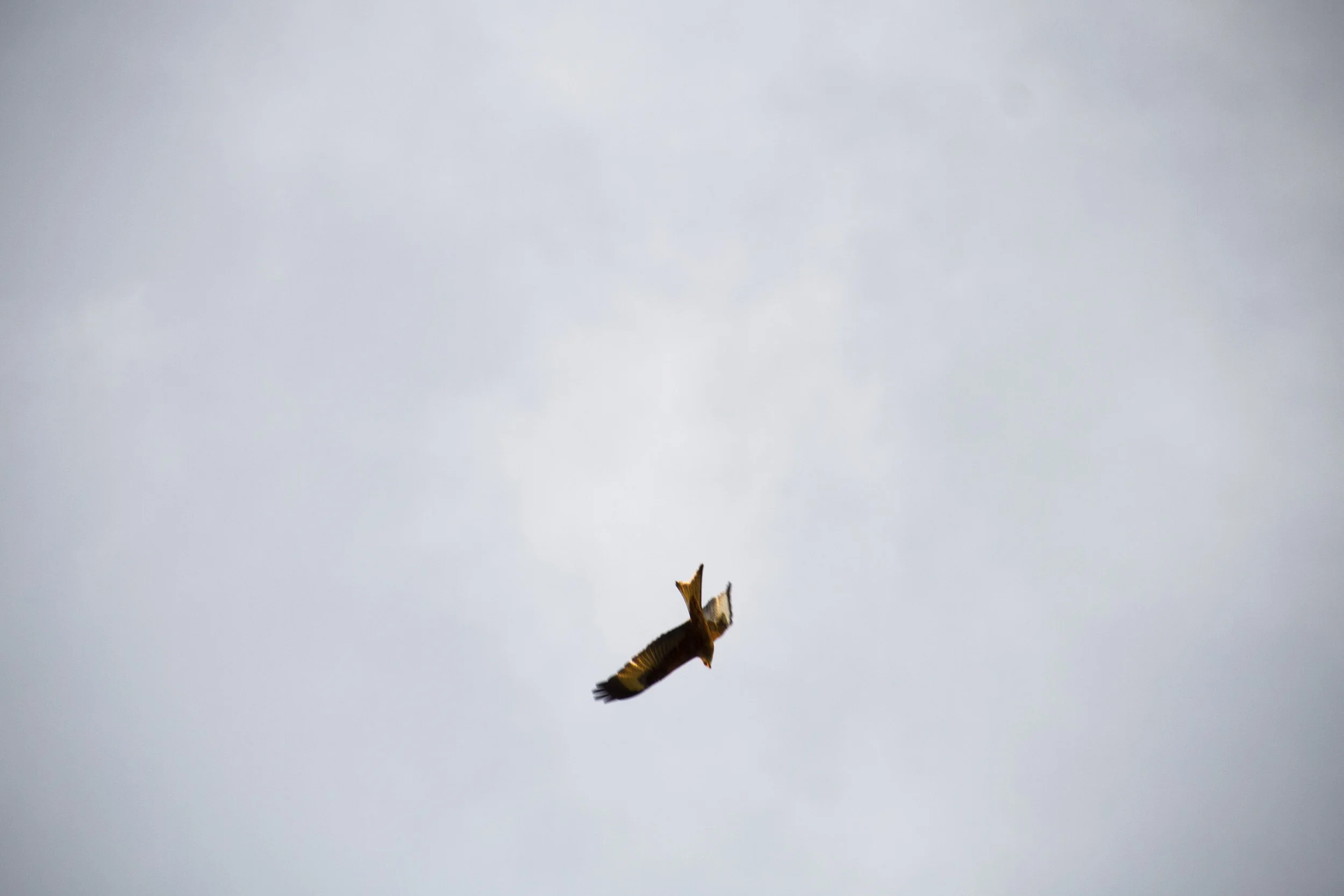 IMG_59502.jpeg