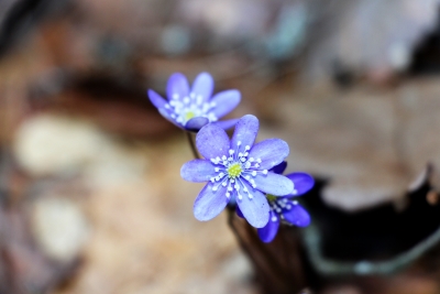 violets in spring2.jpg