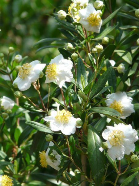 Carpenteria_californica-2.jpg