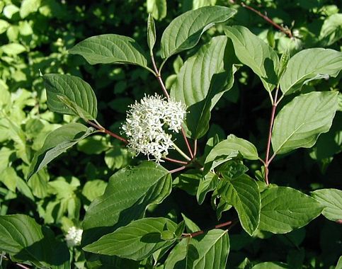 Cornus_sericea_ssp_occidentalis_image51.jpg