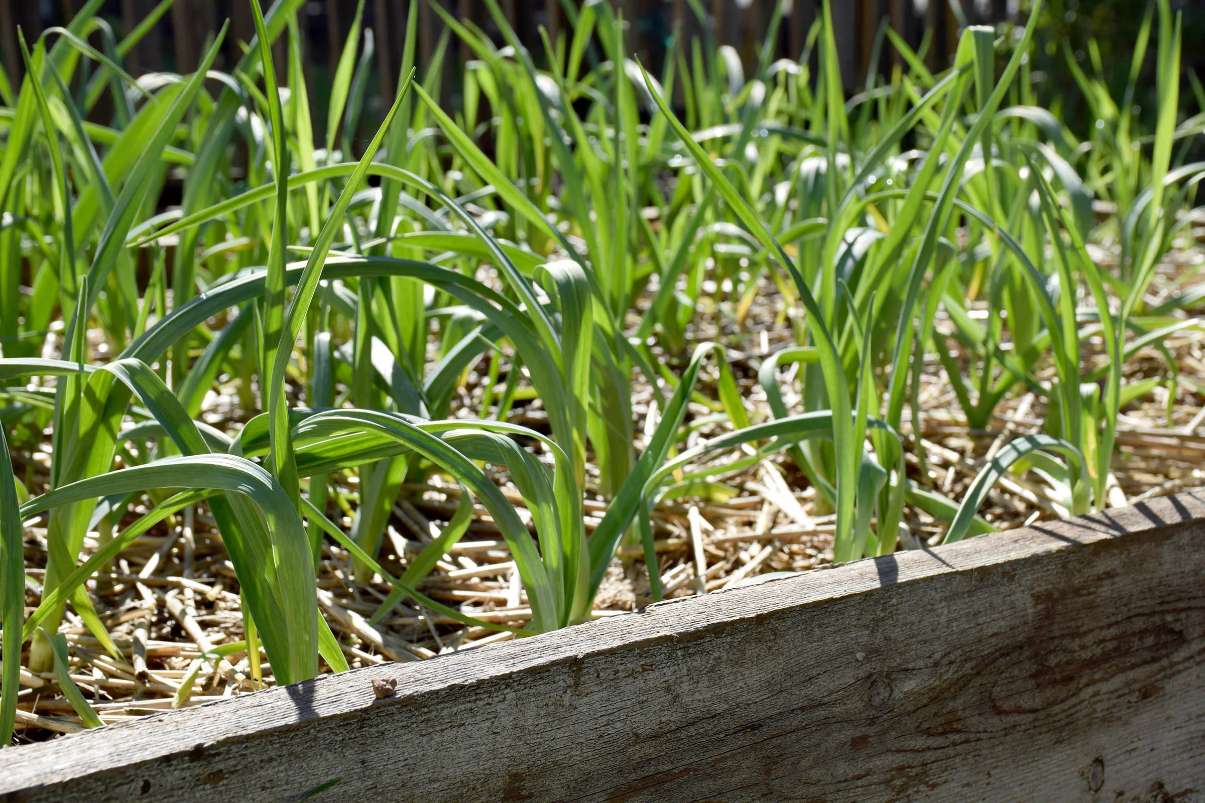 garlic_bed.jpg