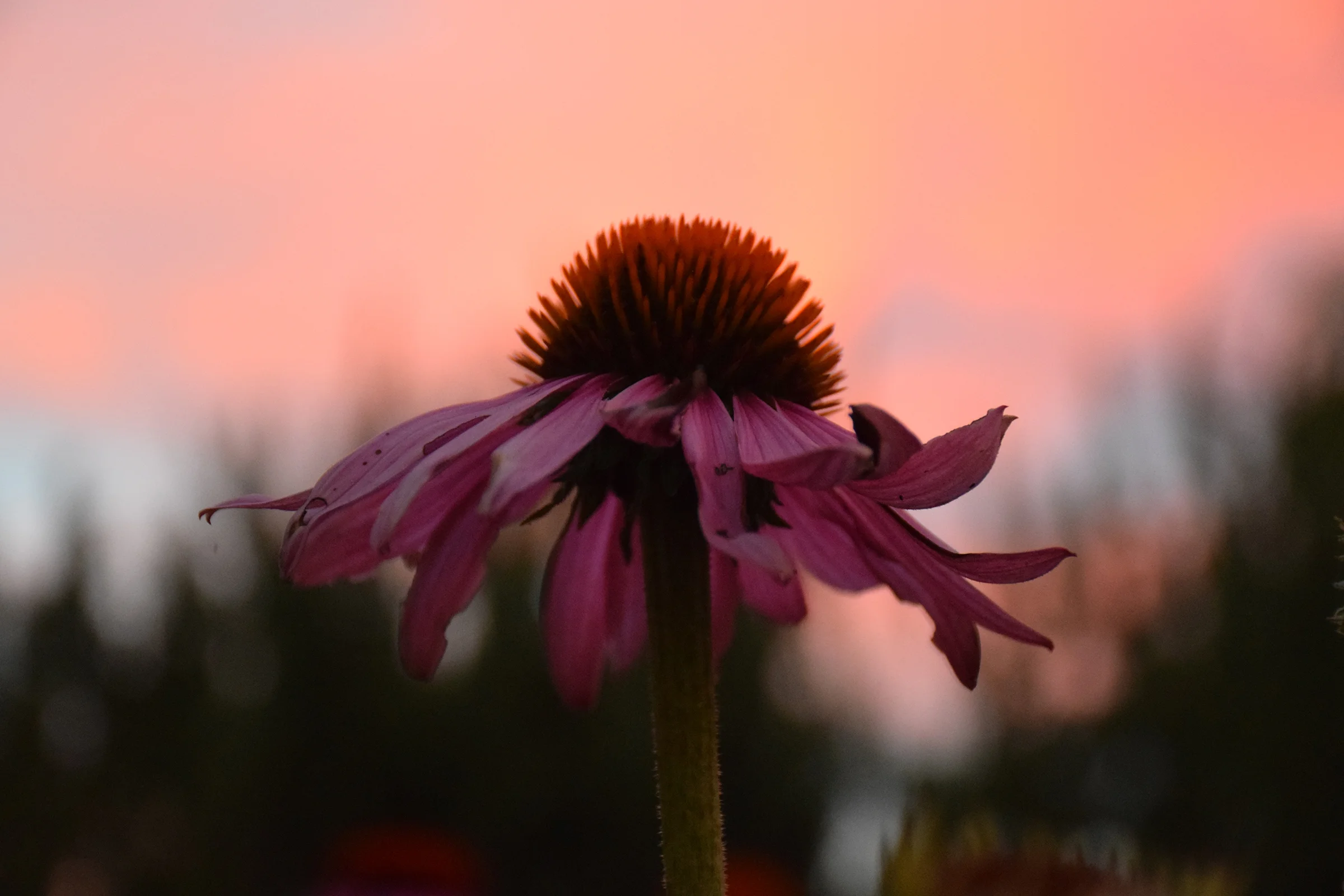 MUST PLANT MEDICINALS