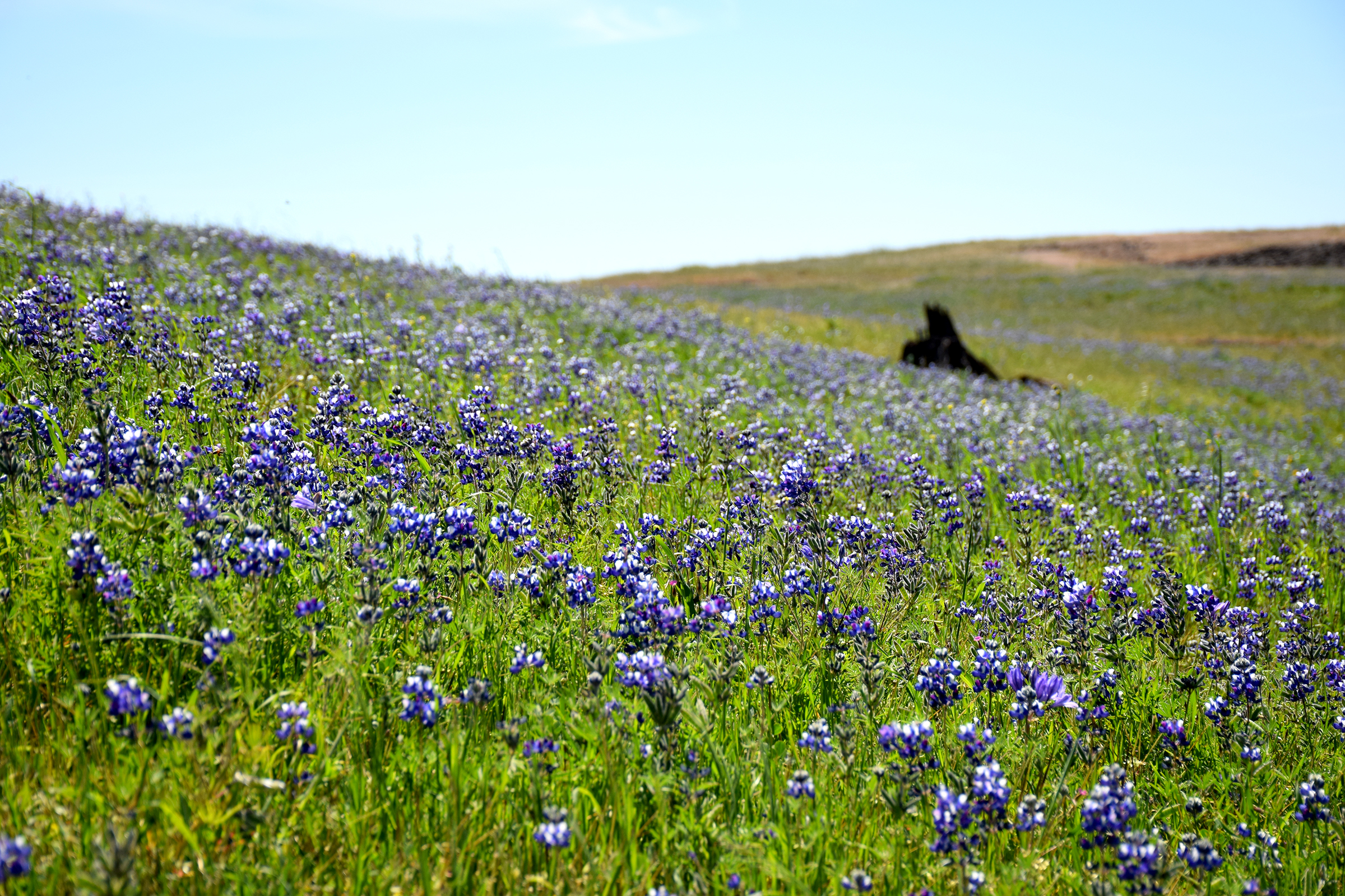 FIELD TRIP: North Table Mountain