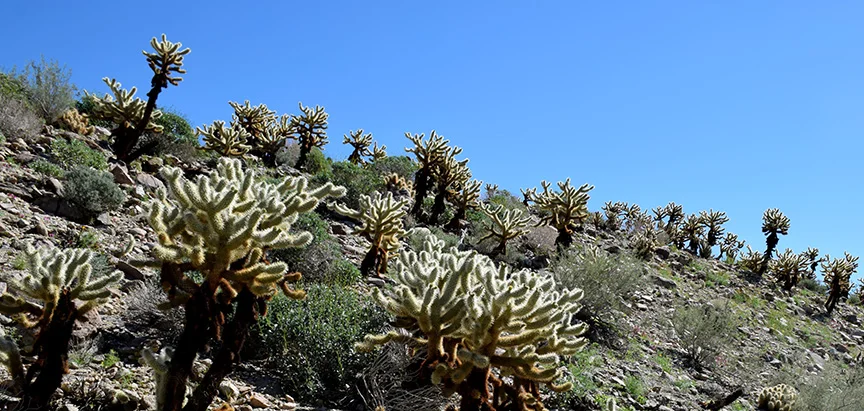 Teddybear Cholla, Cylindropuntia bigelovii