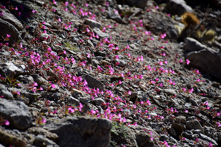 Bigelow's Moneky Flower, Mimulus bigelovii