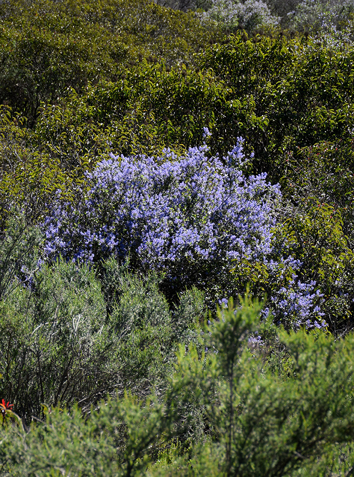 ceanothus_closeup_1.jpg