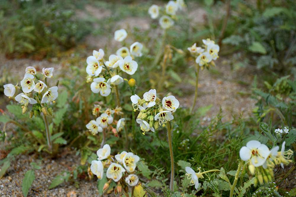 Brown-eyed Evening Primrose, Camissonia claviformis