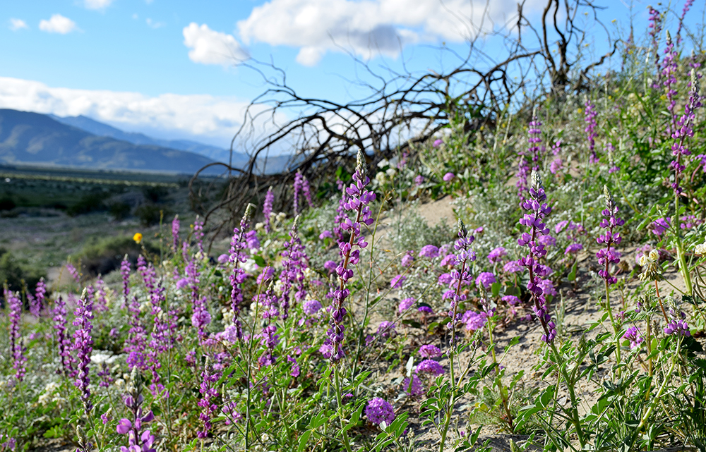 Arizona lupine, Lupinus arizonicus
