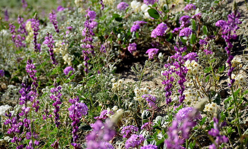 Arizona lupine, Lupinus arizonicus - Sand Verbena, Abronia villosa - Dune Evening Primrose, Oenothera deltoides