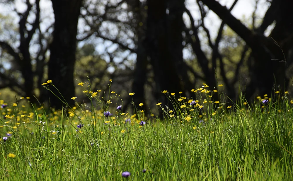 FIELD TRIP: Rockville Hills Park