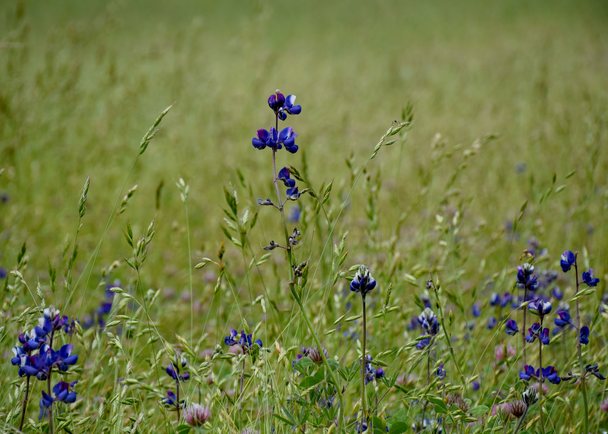 Lupinus nanus, Douglas's Lupine