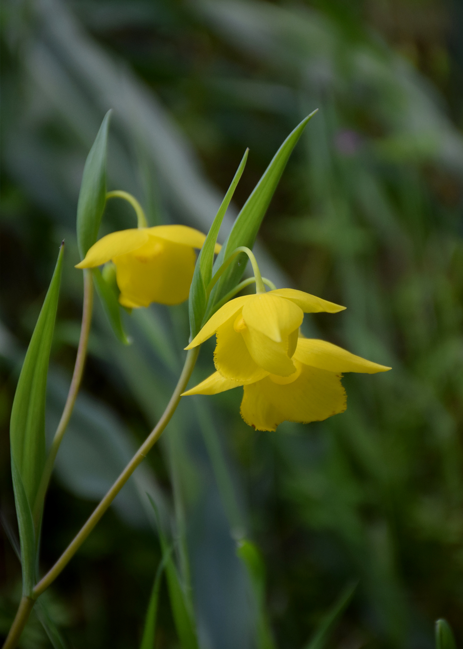 calochortus_amabilis.jpg