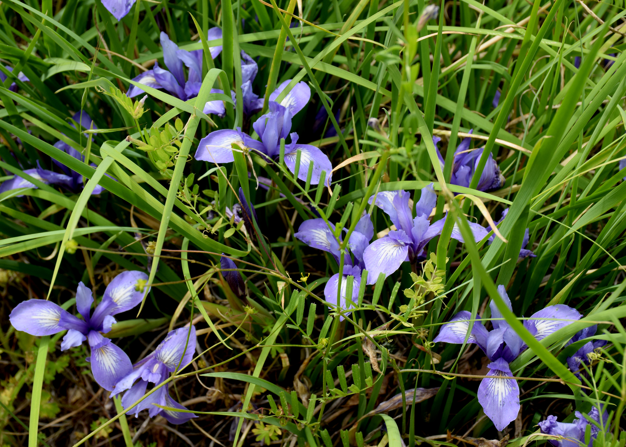 Iris douglasiana, Douglas Iris