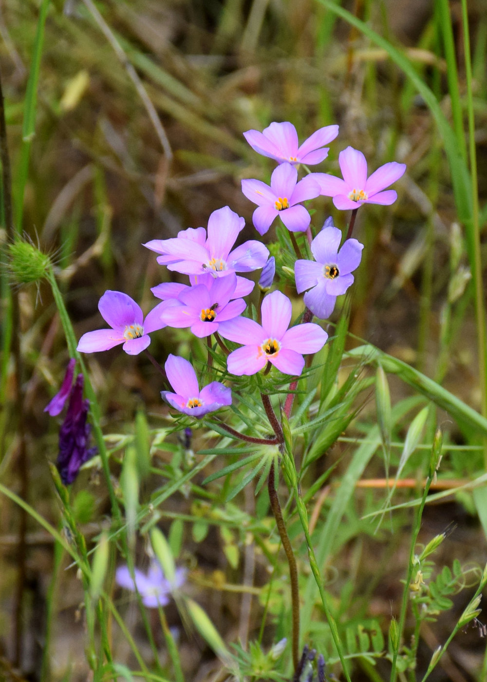 linanthus_androsaceus.jpg