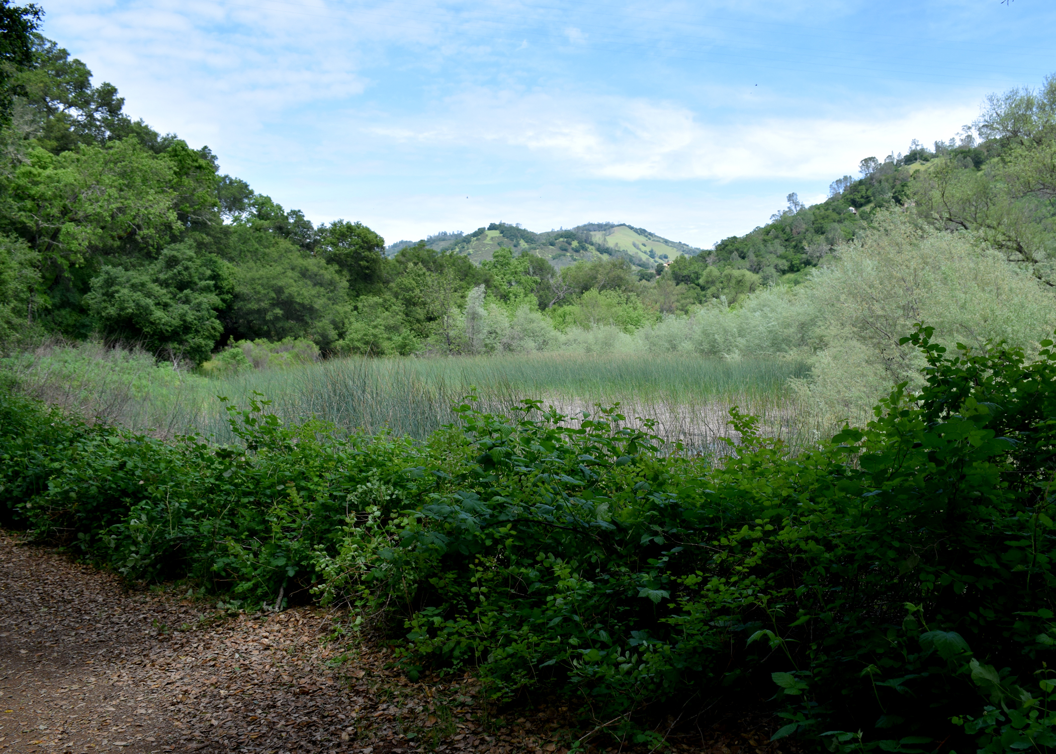 LAYERS: Oak Woodland, Salix, Rush, Blackberry