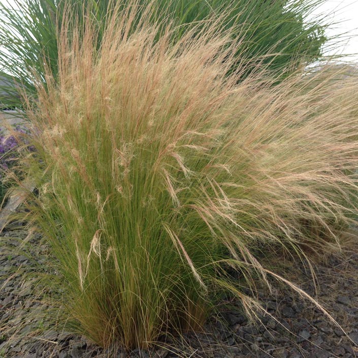 mexican-feather-grass-planted.jpg