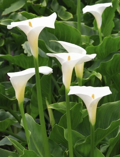 calla-lily1-400x524.jpg