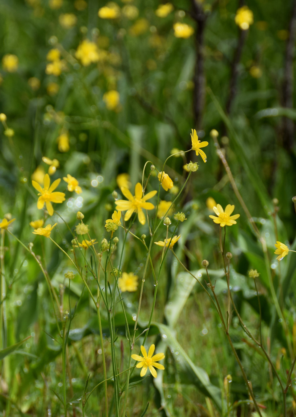 sodacanyon_ranunculus.jpg