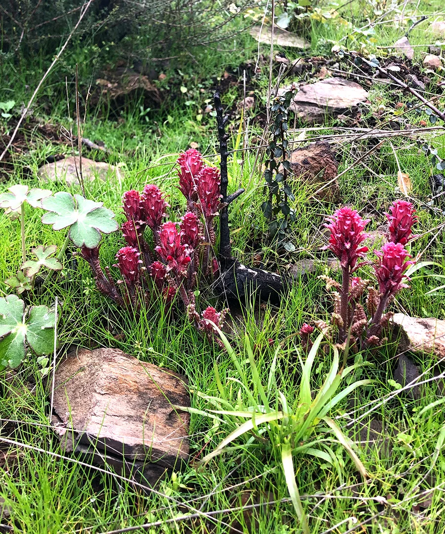 Pedicularis densiflora , Indian Warrior