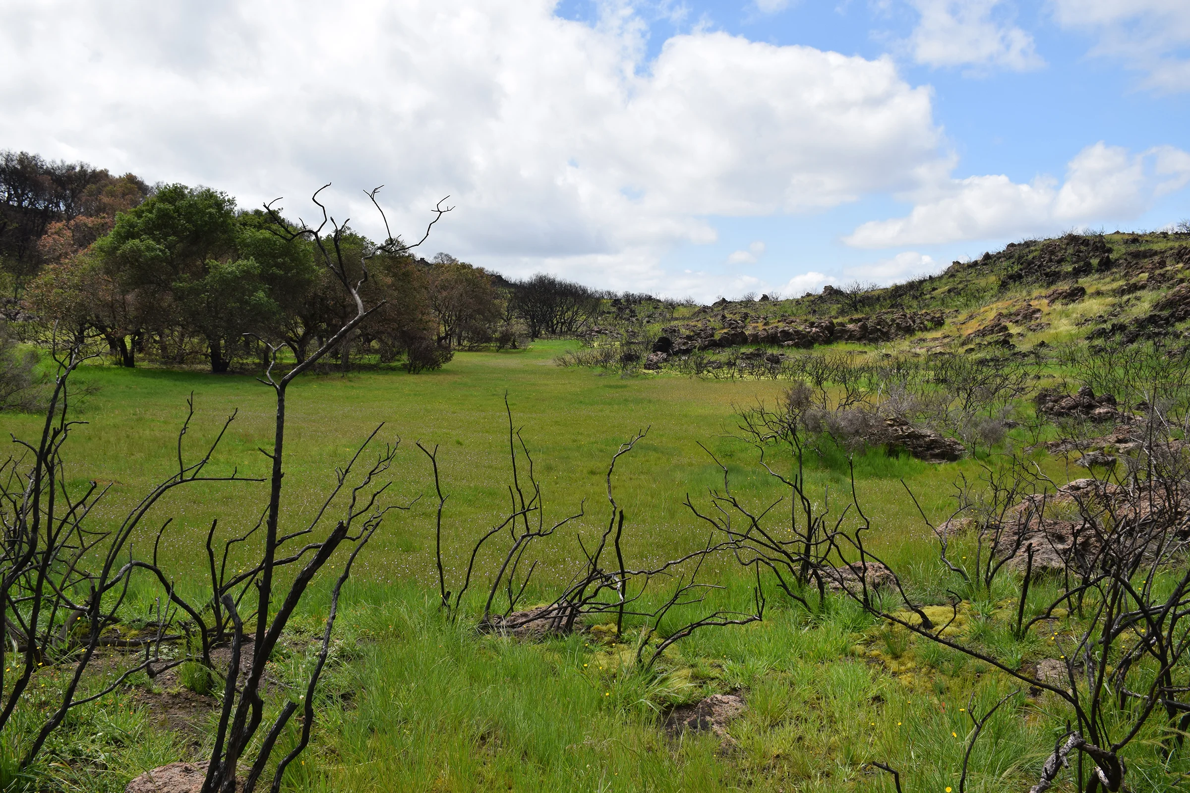 Chaprral meets Meadow.