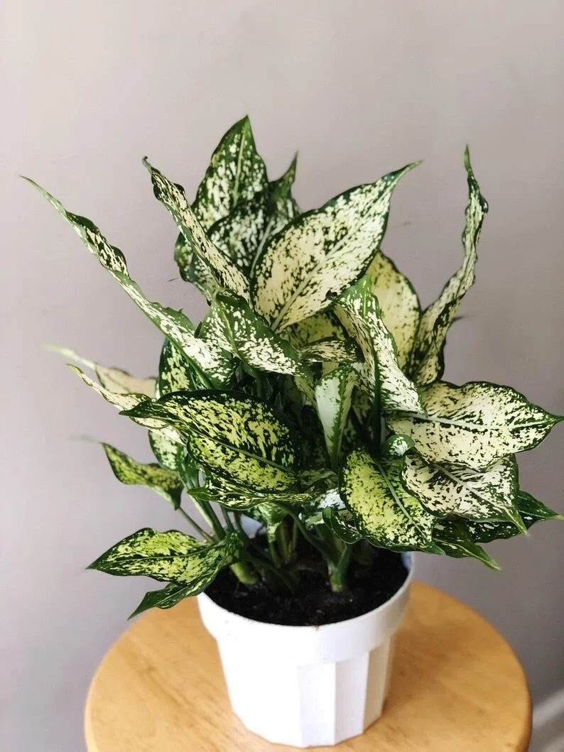 The Chinese Evergreen                                        