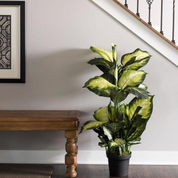 The Dieffenbachia                                                   