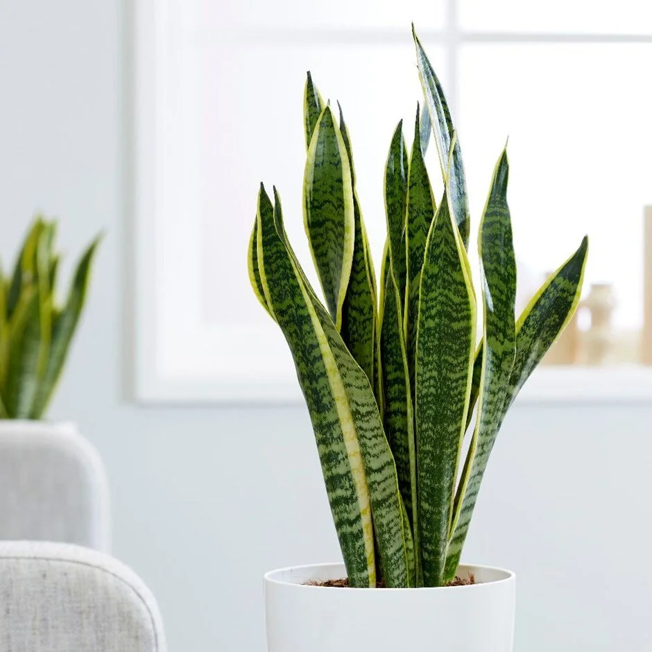 The Snake Plant                                                       