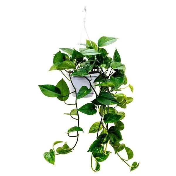 The Golden Pothos                                                 