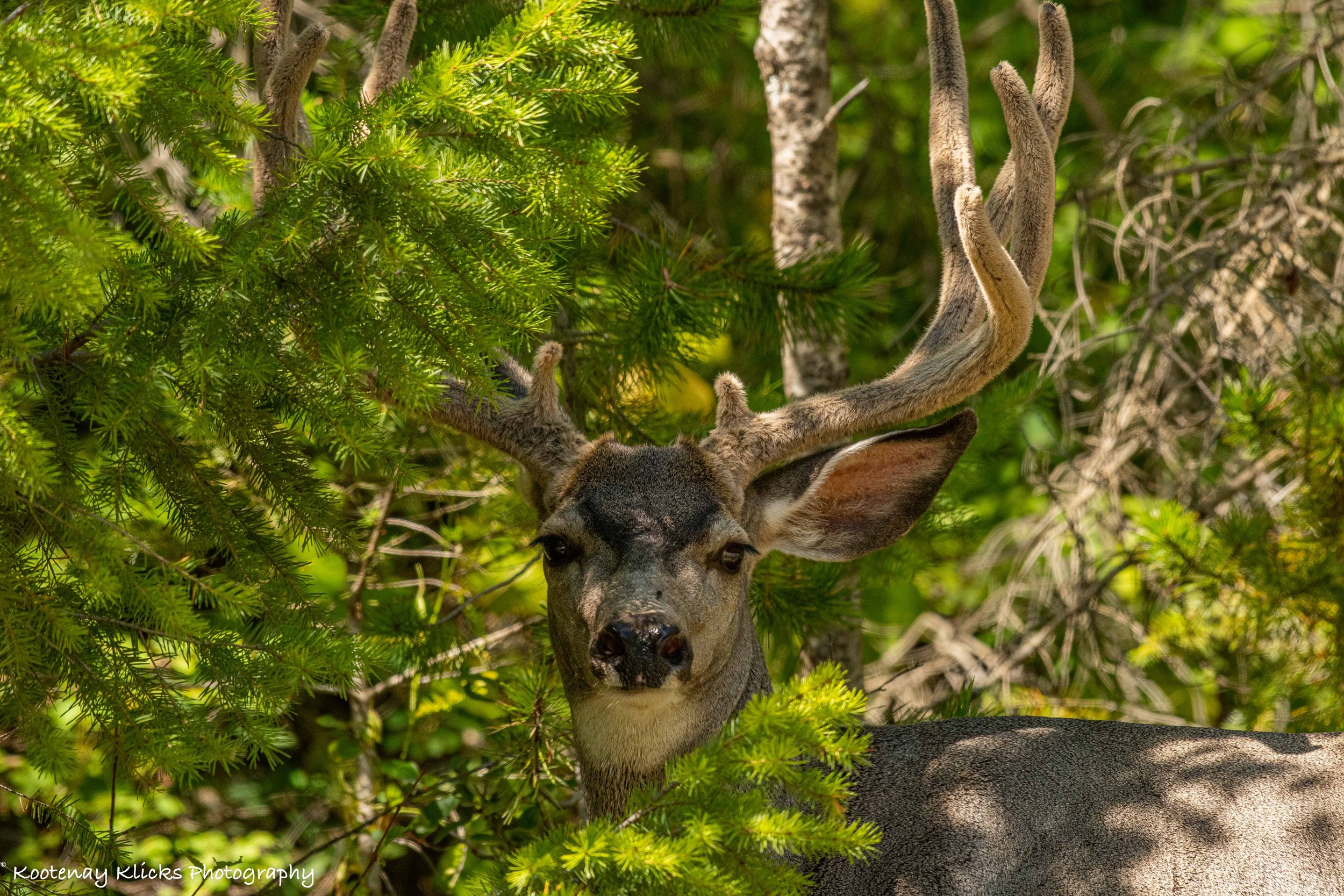 Mule deer buck in velvet