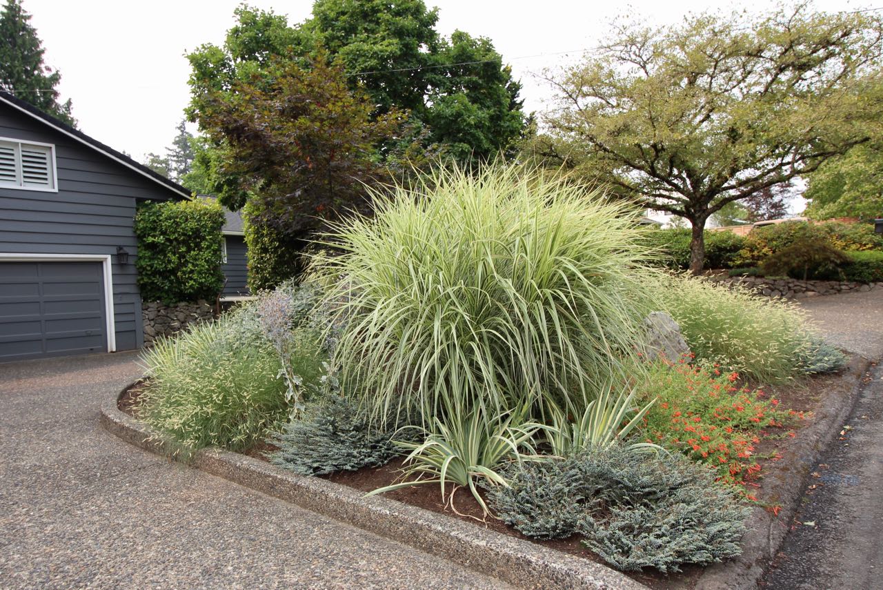 Plant detail front yard.jpg