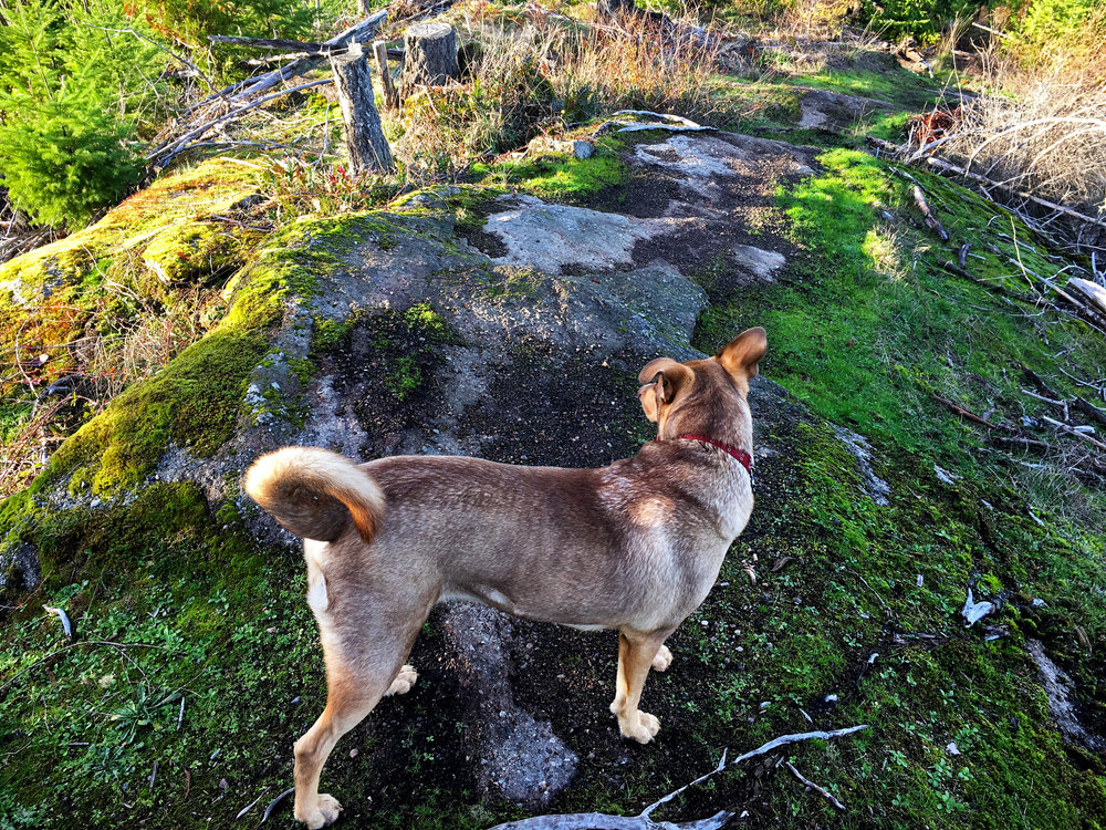 Nanaimo River Road Area