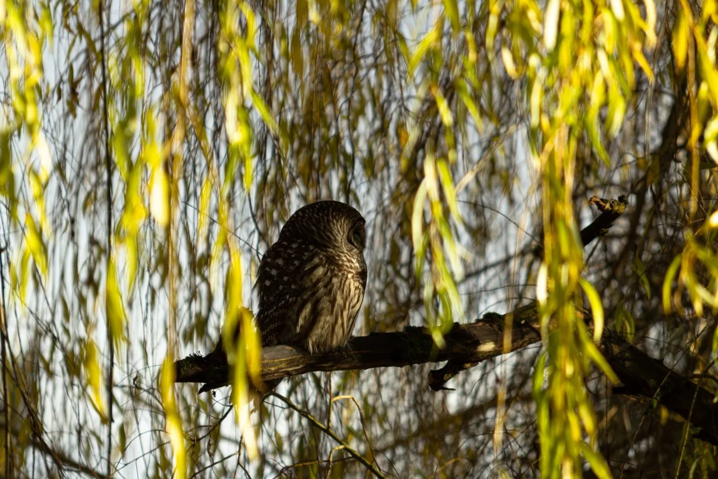 Amazing what we see from the backyard. #owl #backyardphotography #urbannature #nanaimo #vancouverisland #afroboyproductions